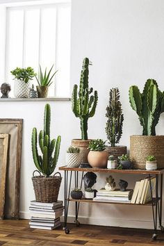 three potted plants are sitting on a shelf in front of a window and rug