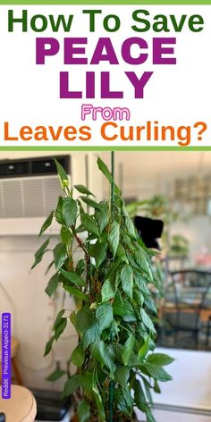 a potted plant with the words how to save peace lily leaves from cutting?