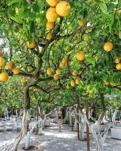 several lemon trees with lots of yellow fruit hanging from the branches in an open area