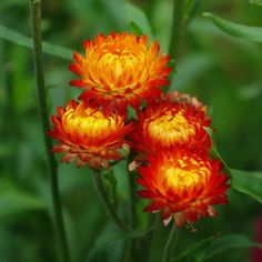 three red and yellow flowers with green leaves in the backgrounnd, close up