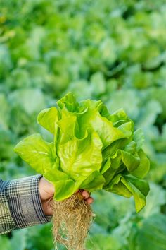 a person holding up some green lettuce in their hand with other plants in the background