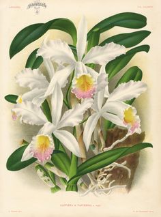 an illustration of white orchids with yellow and pink centers on a beige background, from the natural history of flowers