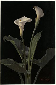 two white calla lilies with green leaves on a black background