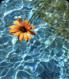 an orange flower floating on top of blue water