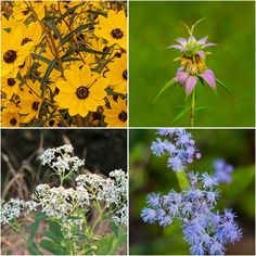 four different pictures of wildflowers and other plants