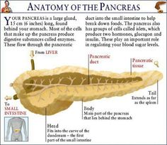 an anatomy of the pancreas is shown in this diagram, and shows what it looks like