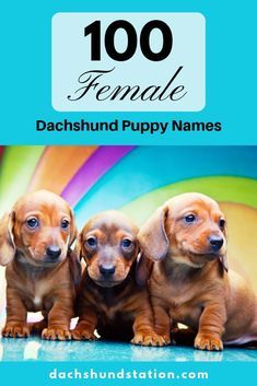 three dachshund puppies sitting next to each other in front of a colorful background