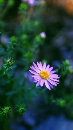 a purple flower with yellow center surrounded by green leaves