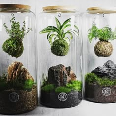 three glass jars filled with plants and rocks