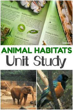 an animal habitats unit study with pictures of different animals and their habitat, including elephants