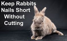 a rabbit sitting in front of a black background with the words keep rabbits nails short without cutting