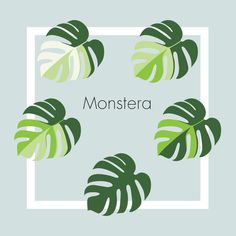 monstera leaves in a square frame with the word monstera written below it