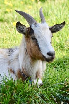 a goat laying in the grass with horns on it's head, looking at the camera