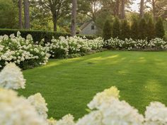 a lush green lawn surrounded by white flowers