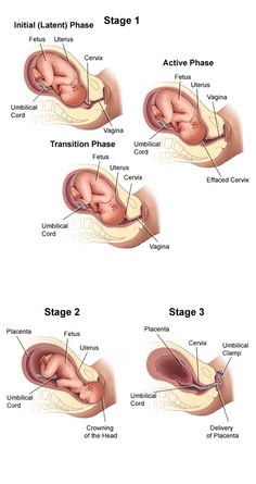 the stages of an infant's development