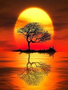 a sunset with a tree in the foreground and water reflecting it's reflection