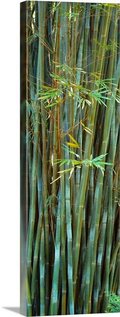 the tall bamboo stalks are green and brown