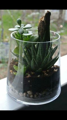 a glass vase filled with plants sitting on top of a window sill