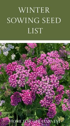 Winter sowing seed list Winter Sowing Flowers, Winter Sowing Zone 7, Landscaping Beds, Hardy Annuals, Winter Flowers Garden, Different Types Of Plants, Winter Sowing, Fall Planting