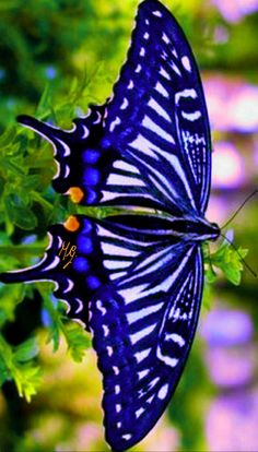 a blue and white butterfly sitting on top of a green plant