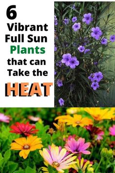 different types of flowers with text that reads 6 vibrant sun plants that can take the heat