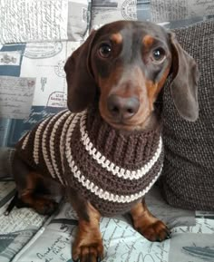 a brown and black dog wearing a sweater sitting on top of a couch next to pillows