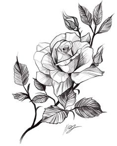 a drawing of a rose with leaves