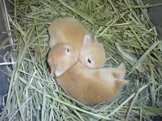 two baby rabbits are curled up in the hay