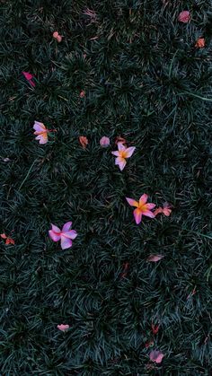 pink flowers are on the ground with green grass in the foreground and red leaves scattered around them