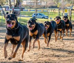 three dogs running in the dirt with their mouths open