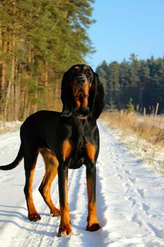 a black and brown dog standing on top of a snow covered road next to trees