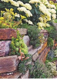 an assortment of flowers growing on the side of a stone wall