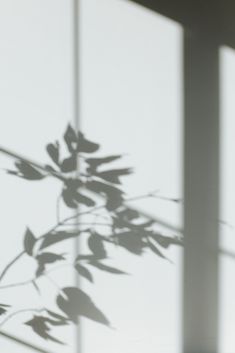 the shadow of a plant on a window sill in front of a white wall