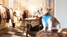 a small dog sitting on top of a leather ottoman in a clothing store with mannequins behind it