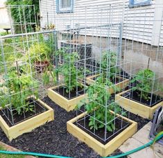 Easy DIY Tomato Cage & Trellis Ideas • The Garden Glove