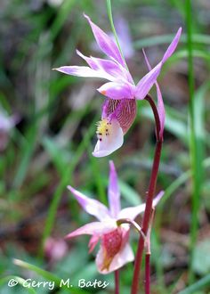 two pink orchids are blooming in the grass