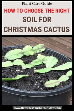 a potted plant with the words how to choose the right soil for christmas cactus