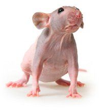 a pink rat sitting on top of a white floor