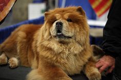 a large brown dog laying on top of a table next to a person's hand