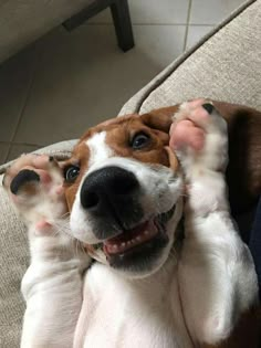 a brown and white dog laying on top of a couch