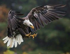 an eagle flying through the air with it's wings spread wide open and its talon extended