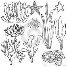 seaweed, starfish and corals on a white background stock photo - image