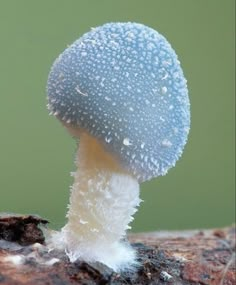 a close up of a small blue mushroom