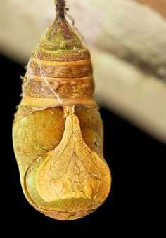 a close up of a butterfly's coco hanging from a tree