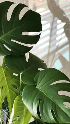 a large green plant sitting next to a window