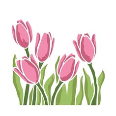 pink tulips on white background with green stems