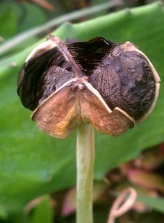 Amaryllis Seed Pod, 5/10/12 Amaryllis Christmas, Tropical Gardening, Christmas Essentials, Rustic Backyard, Zone 10