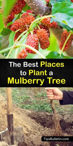 the best places to plant a mulberry tree