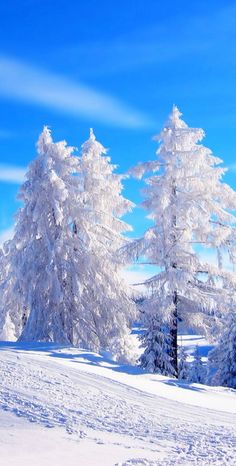 snow covered pine trees in the middle of a snowy landscape