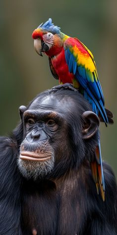 a colorful bird sitting on the back of a chimpan's head,